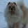 Tipér snowchow